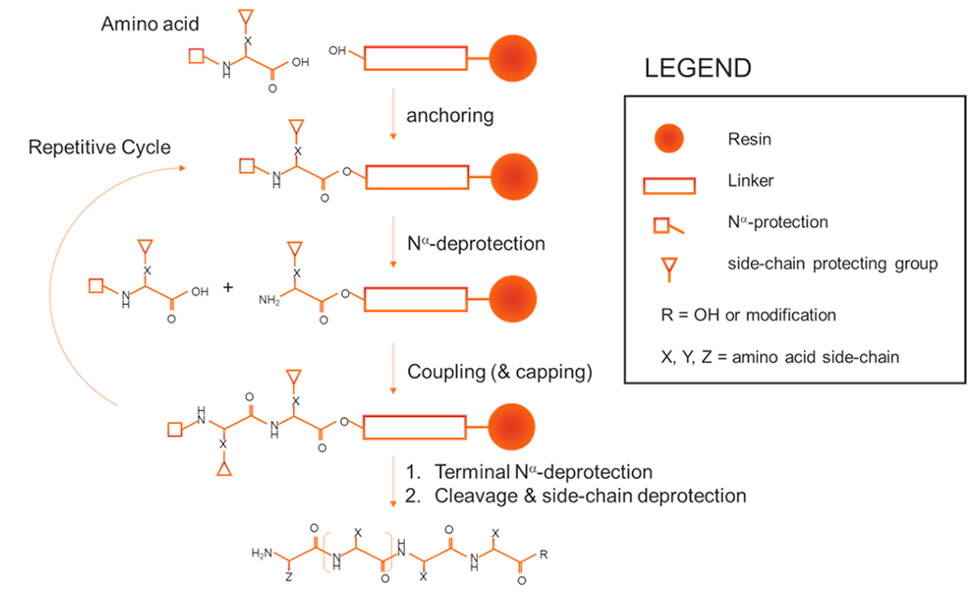 Reaction scheme for solid-phase peptide synthesis