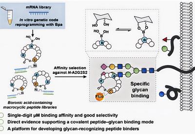 Boronic Glycan Hunters