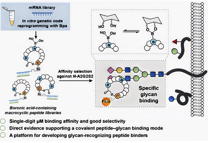 Boronic Glycan Hunters
