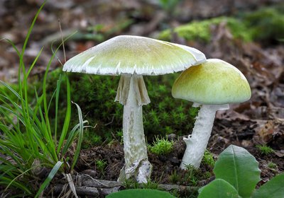 Leaderless Death Caps