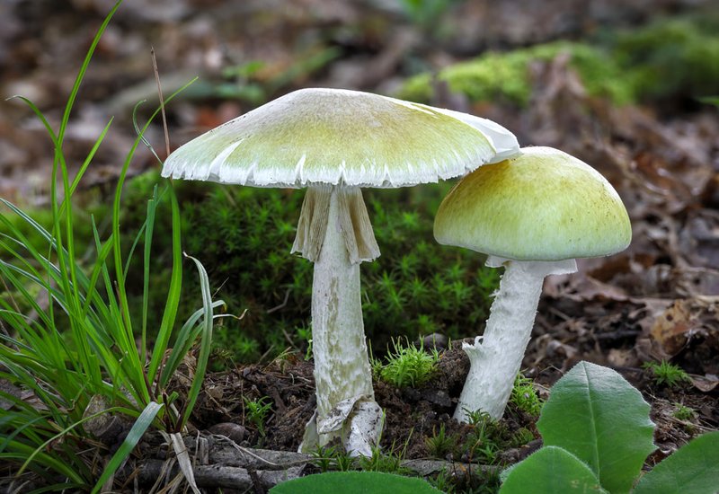 Leaderless Death Caps