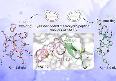 Yeast Finds Inhibitors