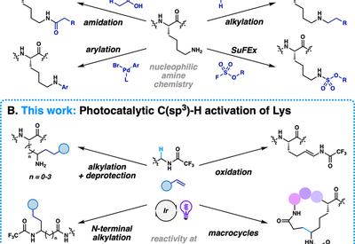 Editing Lysine Radically