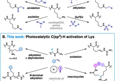 Editing Lysine Radically