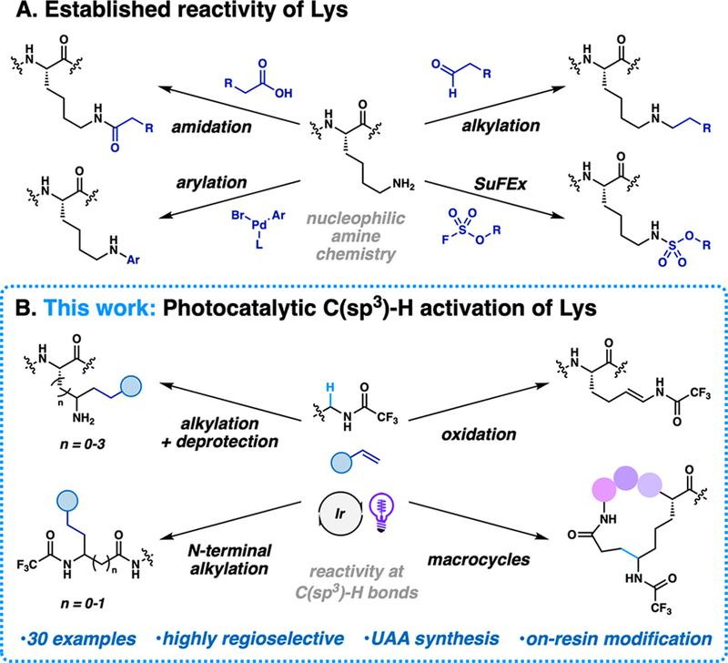 Editing Lysine Radically