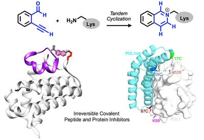 Lysine Covalent Capture