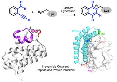 Lysine Covalent Capture