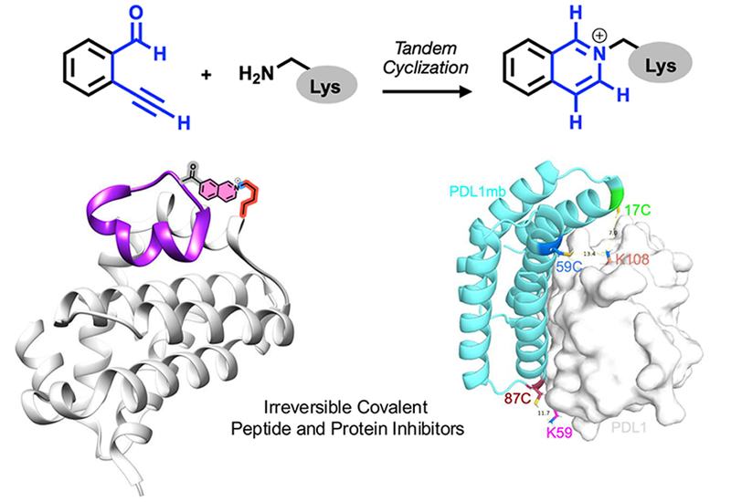 Lysine Covalent Capture
