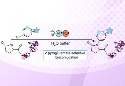 Pyroglutamate Labeling
