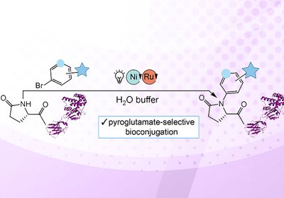 Pyroglutamate Labeling