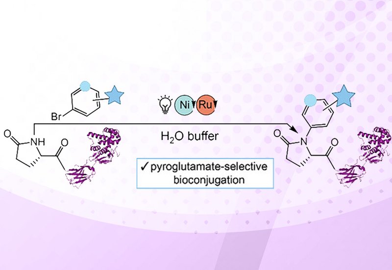 Pyroglutamate Labeling