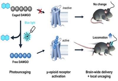 Blue-Light Uncaging
