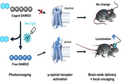 Blue-Light Uncaging