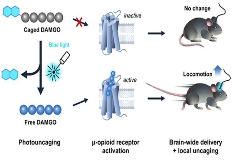 Blue-Light Uncaging