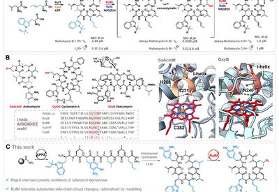 Unlocking the Power of Biosynthetic Tailoring Enzymes