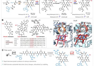 Unlocking the Power of Biosynthetic Tailoring Enzymes