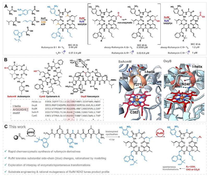 Unlocking the Power of Biosynthetic Tailoring Enzymes
