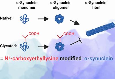 Glycation Codes αSyn