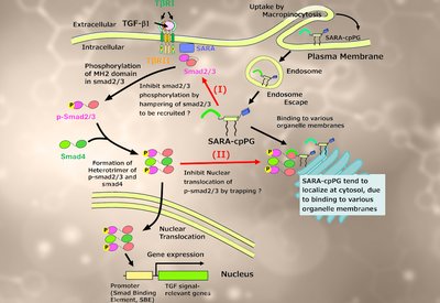 Blocking Nuclear Entry