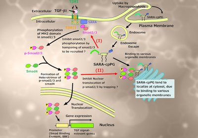 Blocking Nuclear Entry
