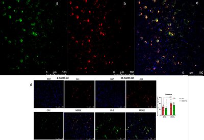 Peptide Reveals Oligomers