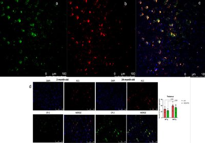 Peptide Reveals Oligomers