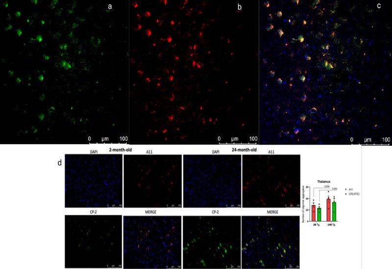 Peptide Reveals Oligomers