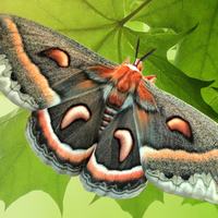 From Moth to Medicine
