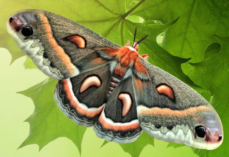 From Moth to Medicine