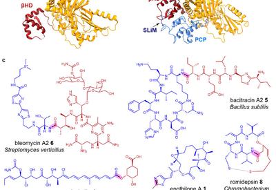 Decoding HDAC Inhibitor Assembly