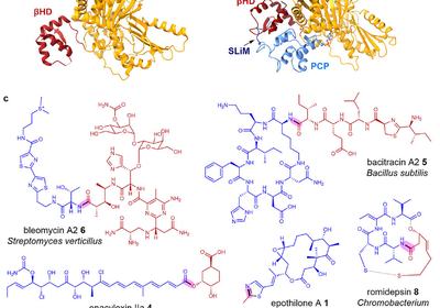 Decoding HDAC Inhibitor Assembly