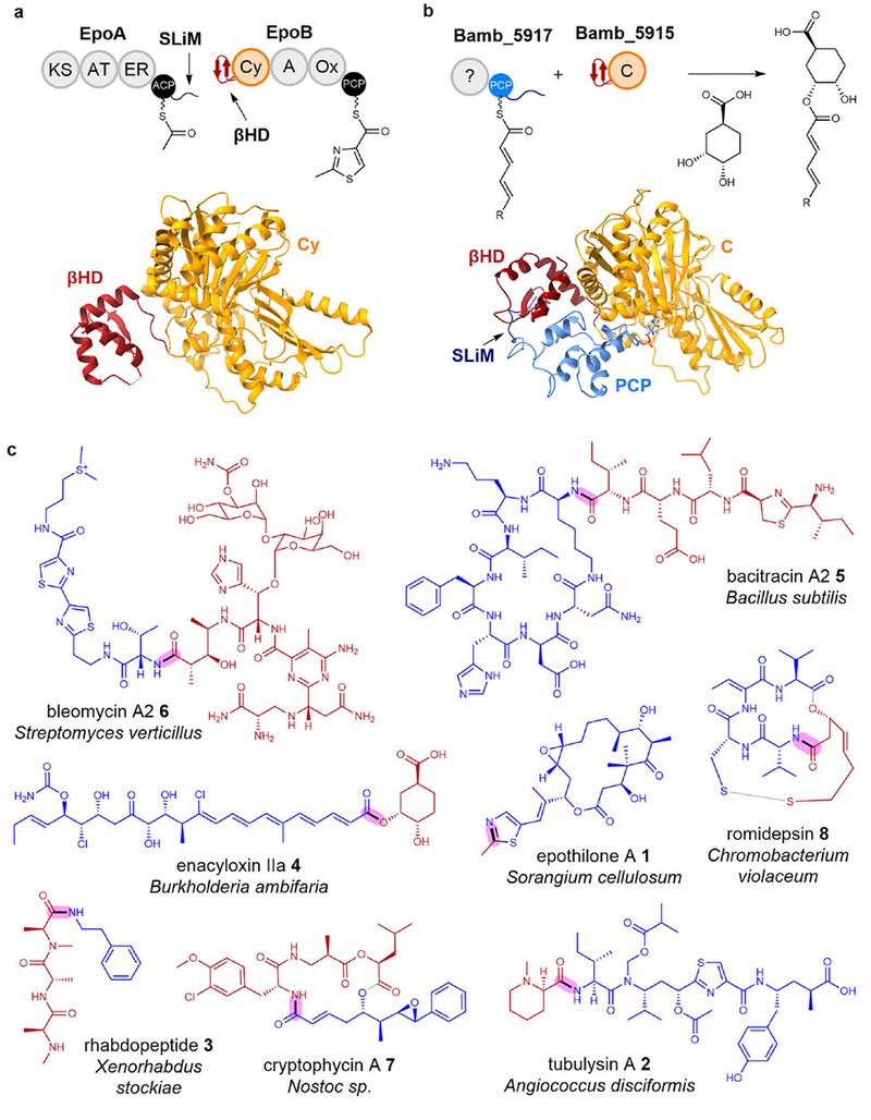 Decoding HDAC Inhibitor Assembly