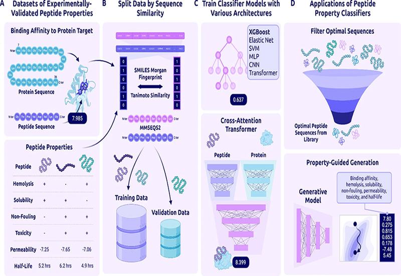 Predicting Peptide Futures