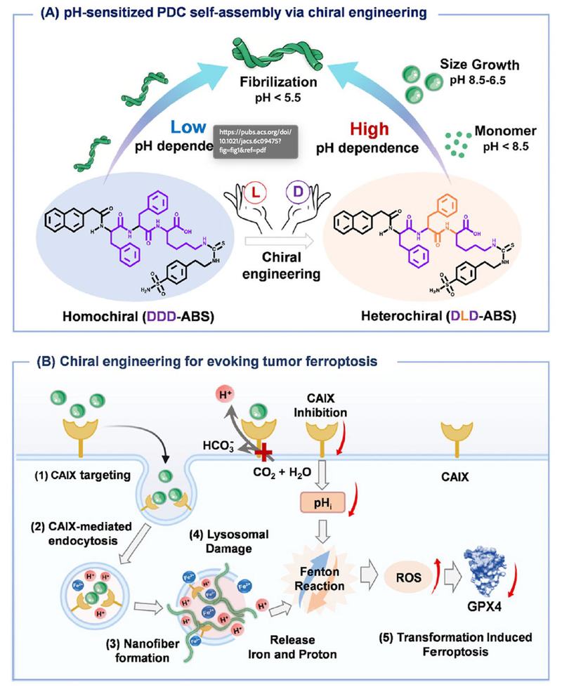 Chirality Targets Lysosomes