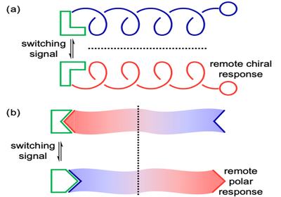Foldamers in Membranes