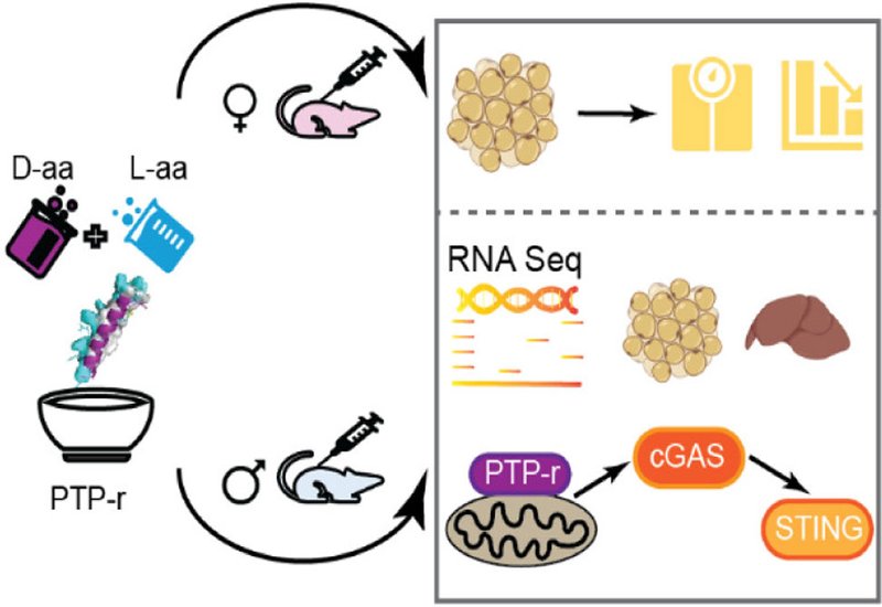 Peptide Anti Obesity 2.0