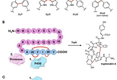 Mining Biarylitides