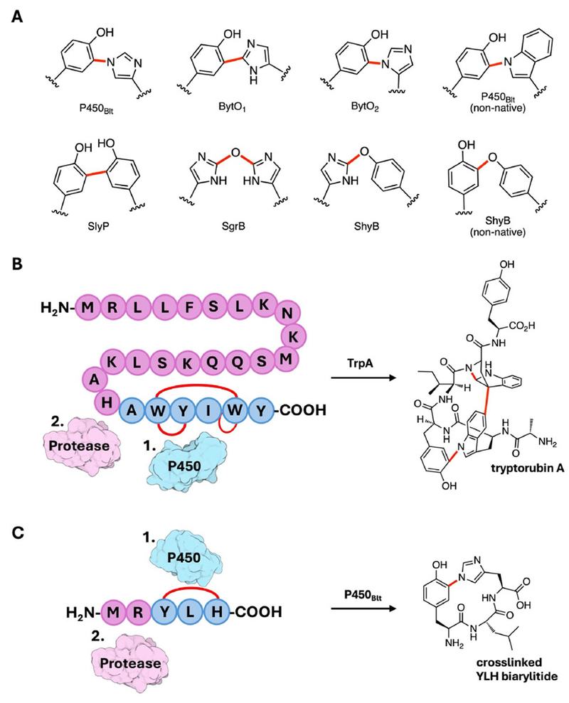 Mining Biarylitides