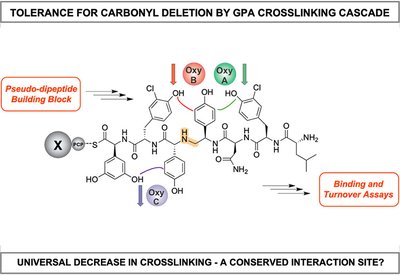 Backbone Sensitivity