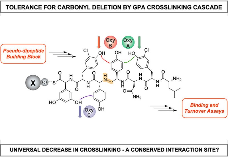 Backbone Sensitivity