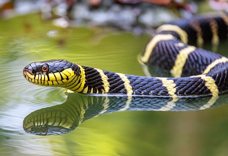 Antimicrobial Peptide