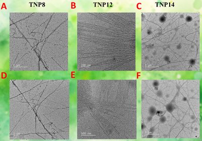 Nucleopeptides Fight Resistance