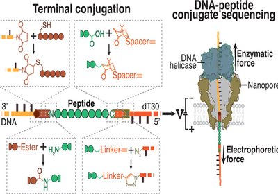 Threading Peptide Sequences