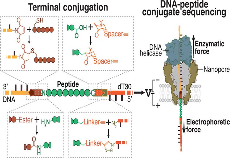 Threading Peptide Sequences