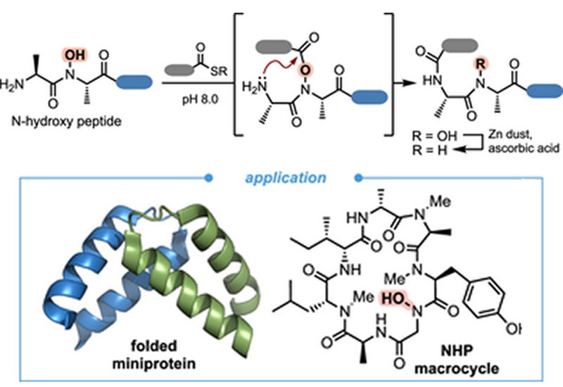 Backbone Bonds Unlocked