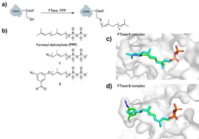 Tagging Nanobodies Precisely