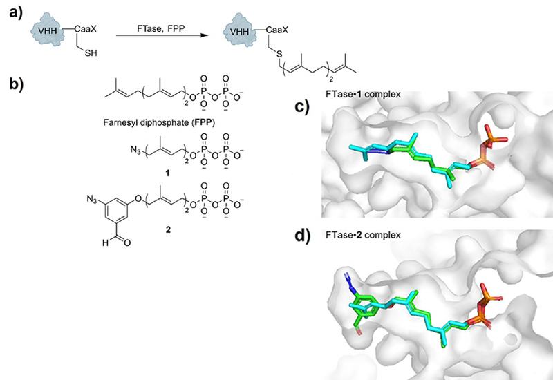 Tagging Nanobodies Precisely