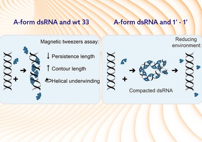 Unwinding RNA Delivery