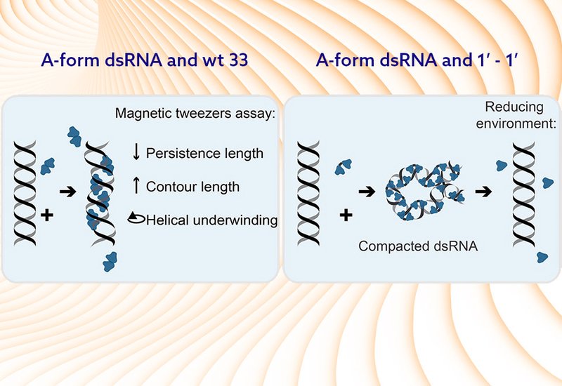 Unwinding RNA Delivery