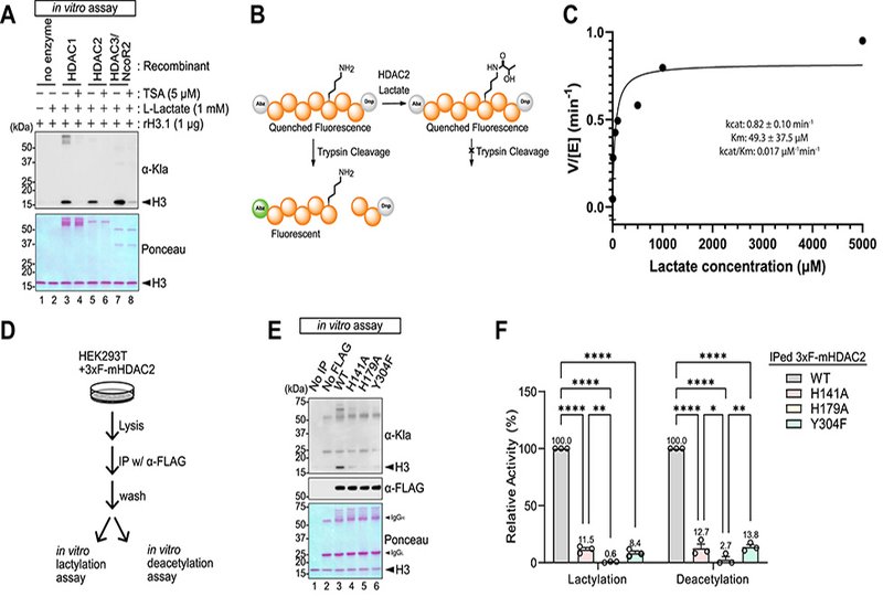 HDAC-Mediated Lactylation